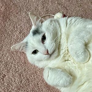 Meet your Posher, Josephine